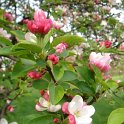 Malus floribunda (2)